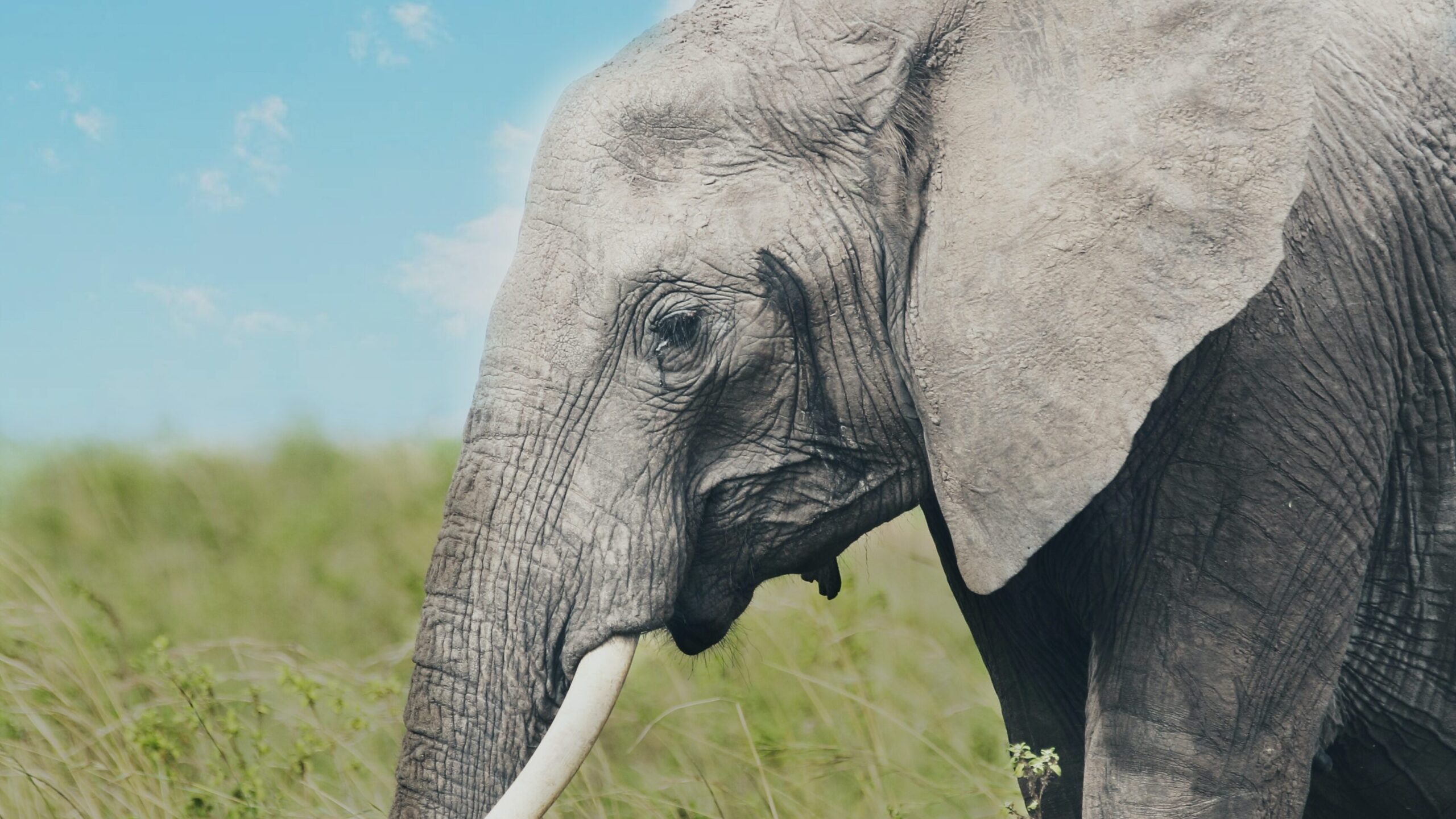A Musth Elephant